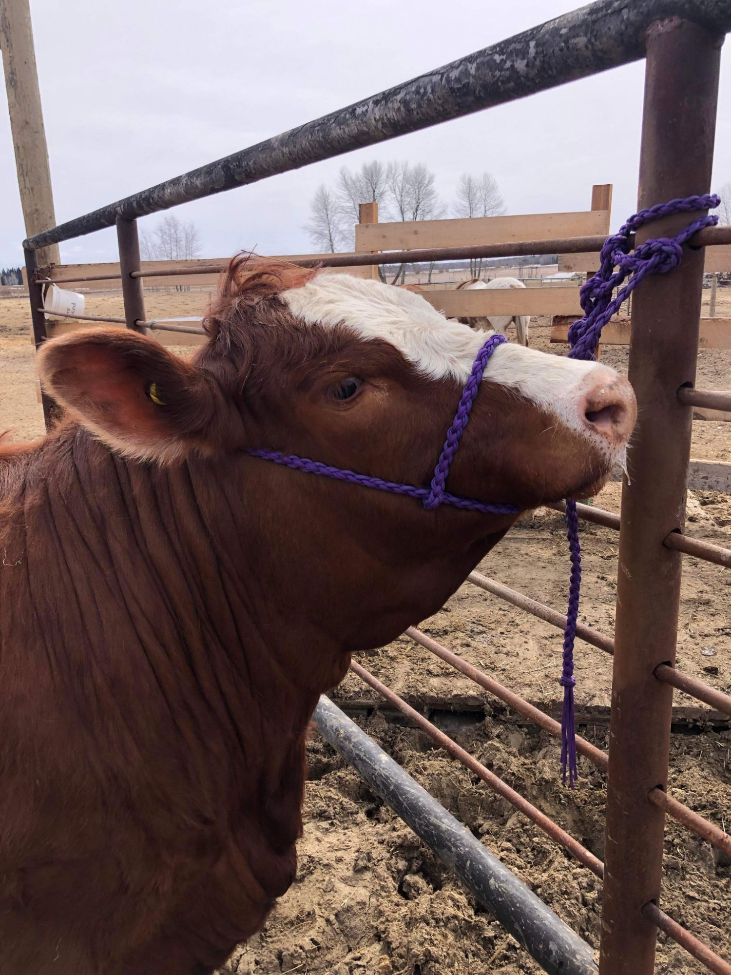 Cattle
